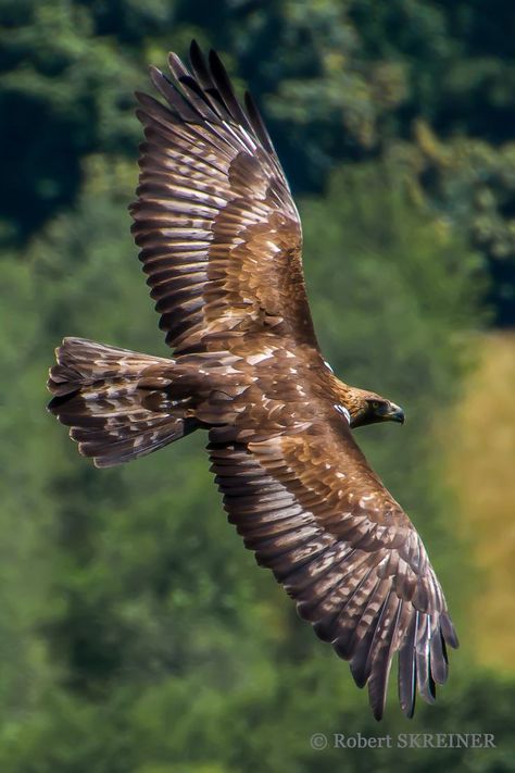 Falco Pellegrino, Aigle Royal, Peregrine Falcon, Golden Eagle, The Eagles, Peregrine, Big Bird, Pretty Birds, Colorful Birds