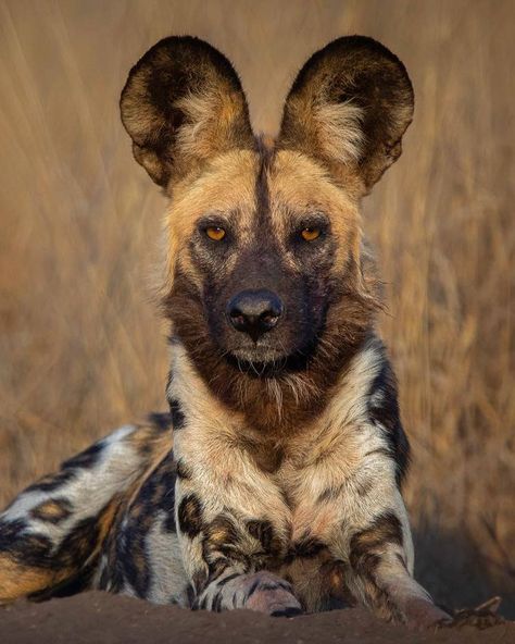 African Wild Dog Fursona, Dog Front View, Dog Fursona, Wild Dog, African Wild Dog, Wild Dogs, Reference Photos, Front View, Wild Animals