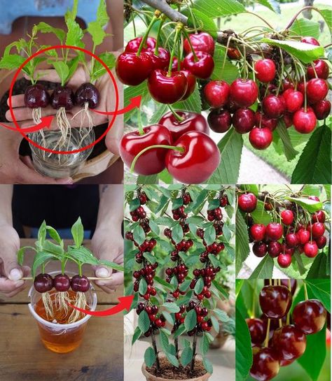 How to grow the cherry tree at... - Growth garden insight Growing Cherry Trees, Home Tricks, Growing Garlic, Organic Home, Cherry Trees, Fruit Seeds, Fruit Garden, Cherry Tree, Grow Your Own