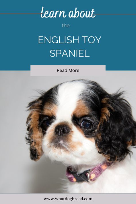 Image of an elegant English Toy Spaniel, showcasing their refined appearance and affectionate personality. #EnglishToySpaniel #ElegantDogs #DogBreeds Toy Spaniel, Cavalier King Charles Dog, King Charles Dog, English Toy Spaniel, What Dogs, Cavalier King, Charles Spaniel, Cavalier King Charles, Dog Breed