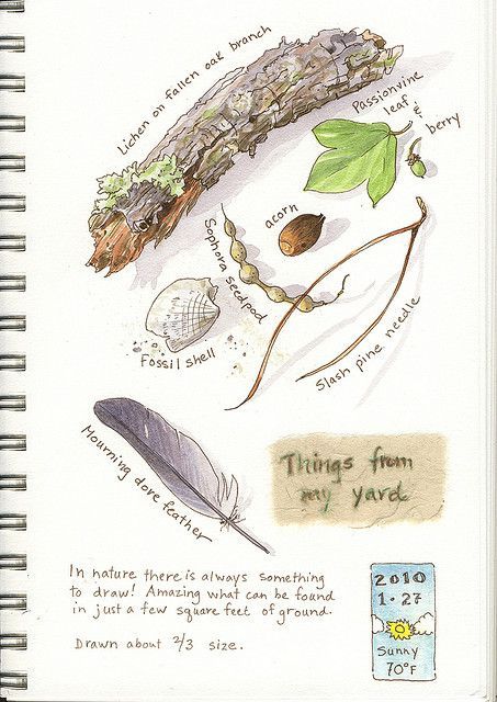 Nature walk and notebook ideas . . .  Nature Art Journal - Elizabeth Smith Elizabeth Smith, Nature Sketch, Watercolor Journal, Image Nature, Garden Journal, Nature Drawing, Nature Study, Sketchbook Journaling, Sketchbook Inspiration