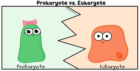 Prokaryote vs. Eukaryote GIF by The Amoeba Sisters. Biology Apps, Biology Help, Teacher Tree, Life Science Classroom, Amoeba Sisters, Biology Cell, Physical Science Activities, Science Cells, Eukaryotic Cell