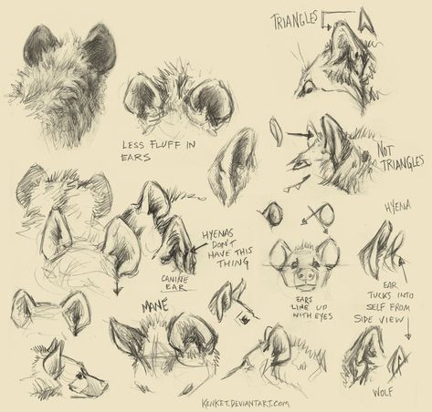 Perspective Architecture, Canine Drawing, Animal Study, Types Of Animals, Anatomy Drawing, Animal Sketches, Arte Animal, Hyena, Anatomy Art