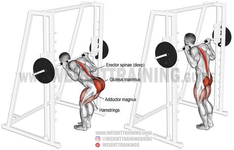 Smith Machine Workout, Erector Spinae, Glute Isolation, Activation Exercises, Isolation Exercises, Good Mornings Exercise, Stomach Exercises, Gluteus Maximus, Good Back Workouts