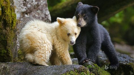 Canada Rainforest Komodo Bear 2020 Bing Desktop Preview | 10wallpaper.com Kermode Bear, White Bears, Black Bear Cub, American Black Bear, Spirit Bear, Love Bear, Bear Cubs, Cute Bear, Black Bear