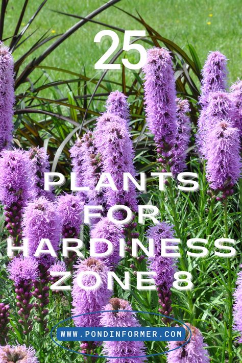 These 25 plants in Hardiness Zone 8 will not only make your garden more visually appealing, but they will also attract a wide range of native creatures and pollinators. #VarietiesInTheGarden #Zone8Plants #NatureHaven What Planting Zone Am I In, Hardiness Zone 8b Plants, Plants For Zone 8 Landscapes, Zone 8a Landscaping, Zone 8b Plants, Zone 8b Landscaping, Zone 8 Perennials, Zone 8 Landscaping, Zone 8 Gardening