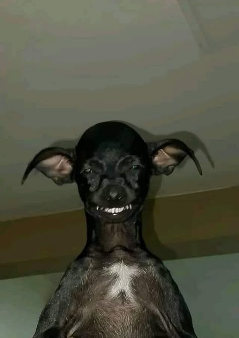 Big Scary Dogs, Ugly Dogs Funny, Dog With Teeth, Deformed Dog, Ugly Dog Pictures, Crazy Dog Pictures, Cursed Dog, Ugly Puppies, Emo Dog