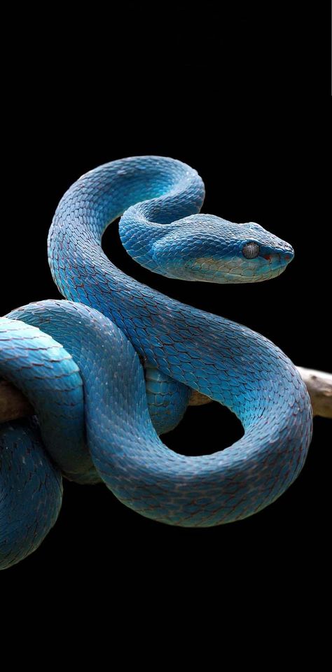 Snake Iphone Wallpaper, Snake Wallpaper Iphone, Advanced Magic, Reptile Facts, Photography 4k, Viper Snake, Black Freedom, Iphone Wallpaper Hd, Snake Wallpaper