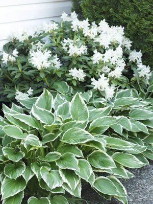 Curbside Landscaping, Skygge Planter, Summer Gardens, Shade Landscaping, Shade Garden Design, Funny Vine, Shade Garden Plants, Hosta Gardens, Shade Gardens