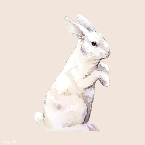 Wild white rabbit painted by watercolor vector | free image by rawpixel.com White Rabbit Watercolor, White Rabbit Drawing, White Rabbit Painting, White Rabbit Illustration, White Rabbit Art, Magician Birthday Party, Rabbit Watercolor, All About Rabbits, Rabbit White