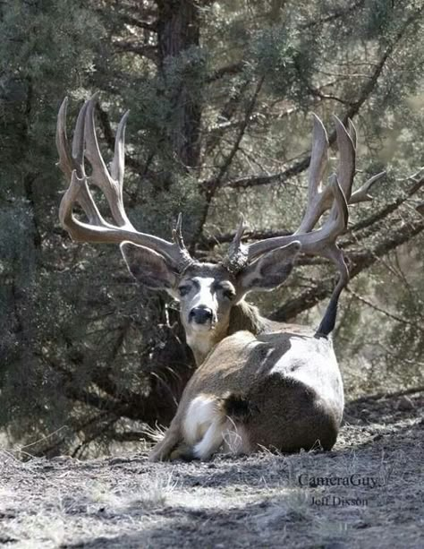 Beautiful Buck! Mule Deer Hunting, Whitetail Deer Pictures, Mule Deer Buck, Big Deer, Photo Animaliere, Deer Photos, Deer Pictures, Whitetail Bucks, Wildlife Pictures