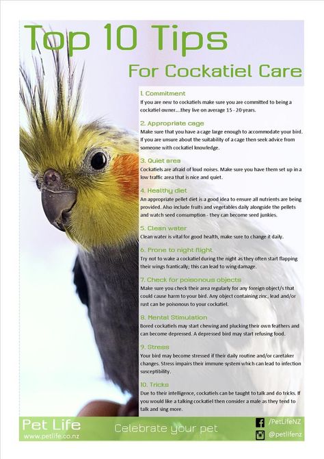 Parrot Care Tips, Cockatiel Name Ideas, Cockatiel Care Tips, Bird Care Tips, Diy Bird Toys Cockatiel, Cockatiel Tips, Cockatiel Training, Pet Cockatiel, Cockatiel Food