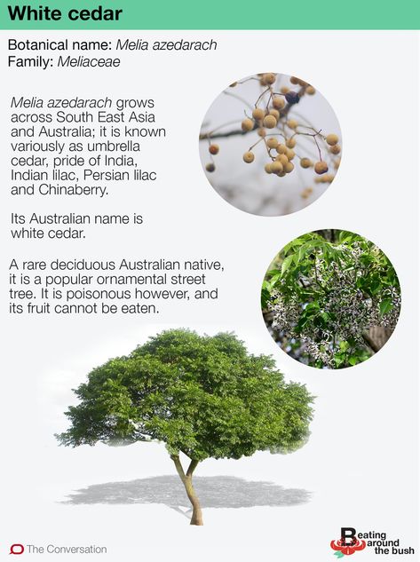 White Cedar Tree, Termite Damage, Australian Trees, Cedar Tree, Street Trees, White Cedar, Cedar Trees, Rare Birds, Ornamental Trees