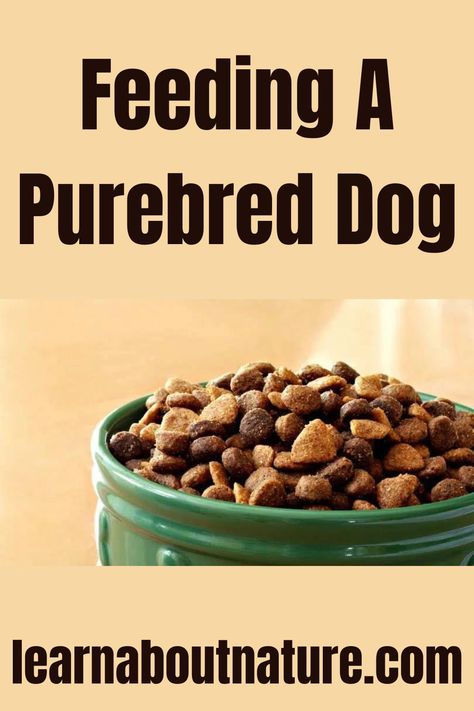 Feeding A Purebred Dog Nature Website, Land Animals, Digestive Problems, Dog Foods, Domestic Animals, Purebred Dogs, Breed Dogs, Mixed Breed Dogs, About Nature