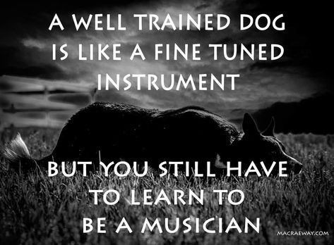 Dog Handler Aesthetic, Dog Training Quotes, K9 Handler Quotes, Reactive Dog Quotes, Training Quotes, Training Room, Working Dog, Agility Training, Super Cute Puppies