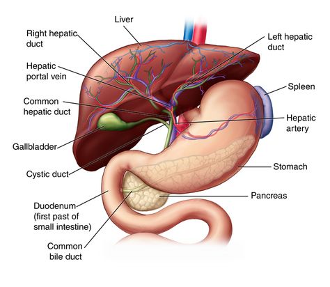 Liver: Anatomy and Functions | Johns Hopkins Medicine Anatomi Dan Fisiologi, Liver Anatomy, Gallbladder Flush, Human Body Organs, Cleanse Your Liver, Human Liver, Human Body Anatomy, Human Anatomy And Physiology, Medical Anatomy