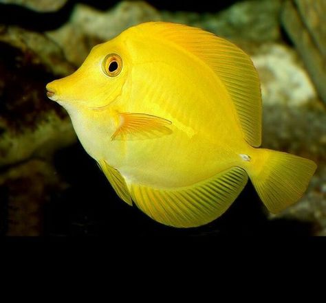 Yellow Tang. Yellow Tang, Fish Aesthetic, Tang Fish, Yellow Animals, Yellow Fish, Salt Water Fish, Beautiful Sea Creatures, Fish Wallpaper, Kittens And Puppies