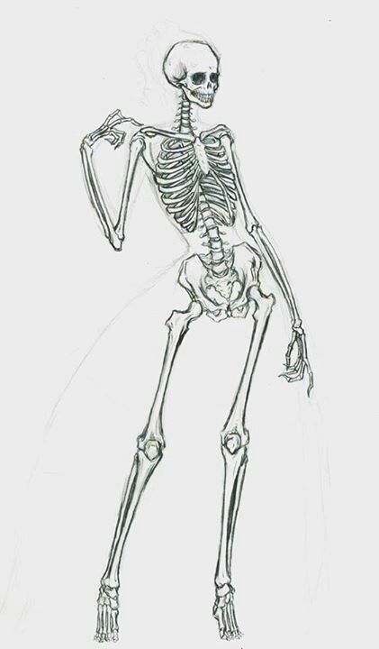 Female Skeleton, Anatomy Bones, Skeleton Anatomy, Armband Tattoos, Skeleton Drawings, Poses Drawing, Human Anatomy Drawing, Human Skeleton, Human Figure Drawing