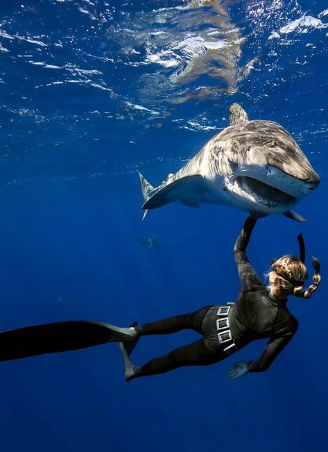 Diving Australia, Diving With Sharks, Arte Ganesha, Ocean Diving, Surfing Aesthetic, Scuba Diving Photography, Shark Pictures, Wildlife Biologist, Shark Diving