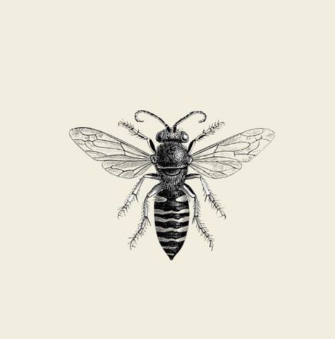 Wasp Tattoo, Bee Vector, Bee Silhouette, Band Website, Bug Tattoo, Insect Tattoo, Bee Tattoo, Tattoo Work, S Tattoo