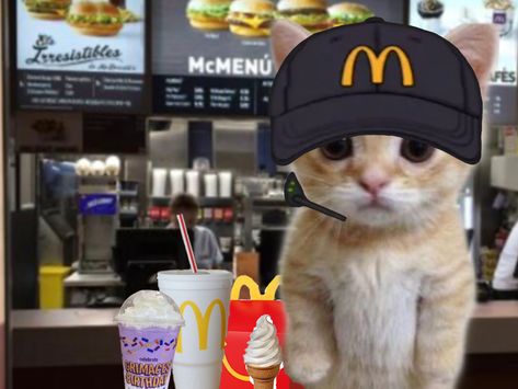 Cat Mcdonalds Pfp, Cat Mcdonald, Donald Meme, Mcdonalds Meme, Working At Mcdonalds, Ramadan Photos, Fnaf Book, Cat Work, Cat Things