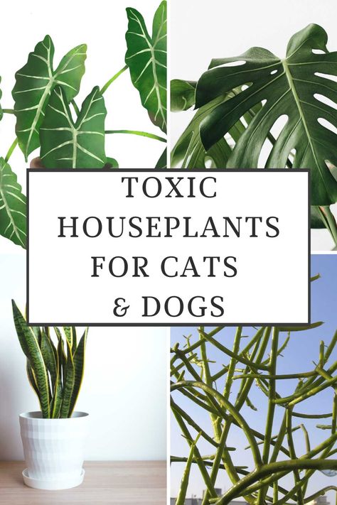 toxic-houseplants-for-cats-and-dogs Pet Toxic House Plants, Plants Toxic To Cats And Dogs, Plants Not Safe For Cats, House Plants Poisonous To Cats, Cat Toxic Plants, Dangerous Plants For Cats, Plants Harmful To Cats, Poison Plants For Dogs, Indoor Plants Non Toxic To Cats