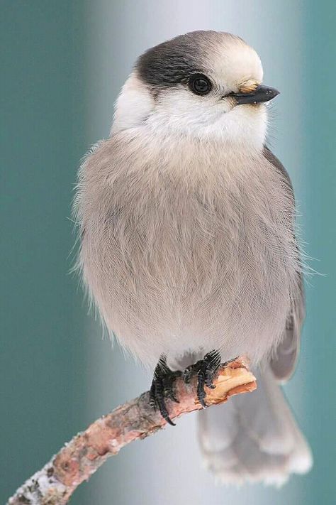 PERFECT CHICKADEE!! Grey Jay, Bird Parakeet, Whisky Jack, Gray Jay, Chickadees, Bird Pictures, Pretty Birds, Colorful Birds, Paddles