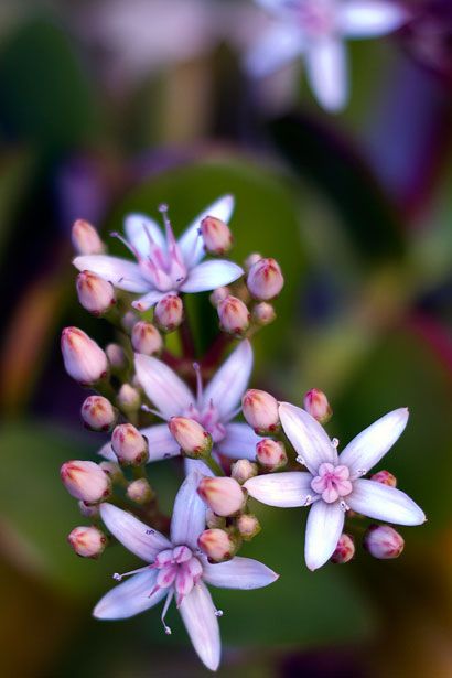 Jade Plant Flower Replanting Succulents, Jade Wallpaper, Kalanchoe Blossfeldiana, Jade Flower, Flower Jade, Flowering Succulents, Jade Plant, Fancy Flowers, Crassula Ovata