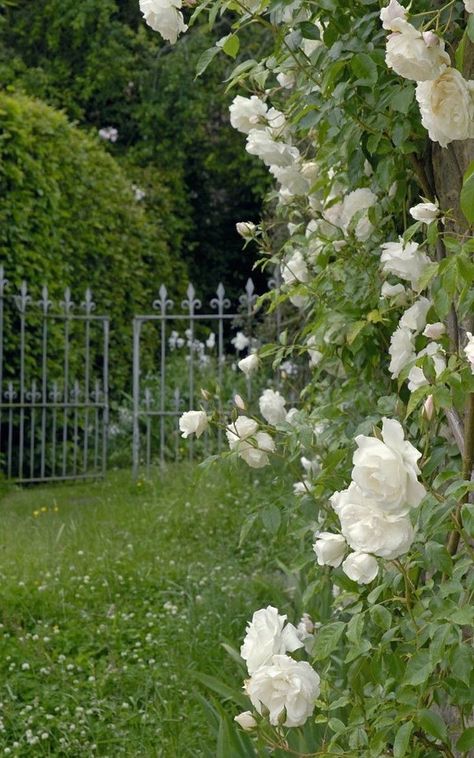 Roses Growing, Moon Garden, Pallet Garden, The Secret Garden, Romantic Garden, Climbing Roses, White Gardens, Green Garden, Garden Fence