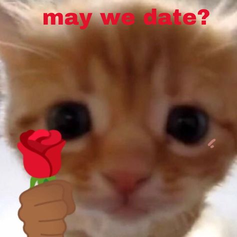 On My Way Reaction Pic Cat, Cat Blushing Reaction Pic, Cat Giving Heart, Cat Holding Rose, Cat Holding Flowers, Happy Crush, Cat With Rose, My Special Person, Rose Emoji