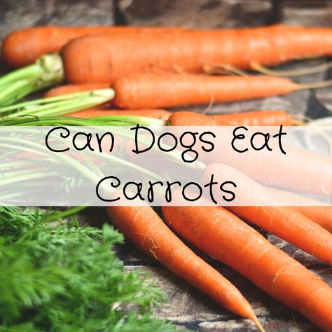 Can Dogs Eat Carrots Can Dogs Eat Carrots, Health Benefits Of Carrots, Calorie Restriction Diet, Carrot Benefits, Carrot Dogs, Raw Carrots, Well Balanced Diet, Can Dogs Eat, Baby Carrots