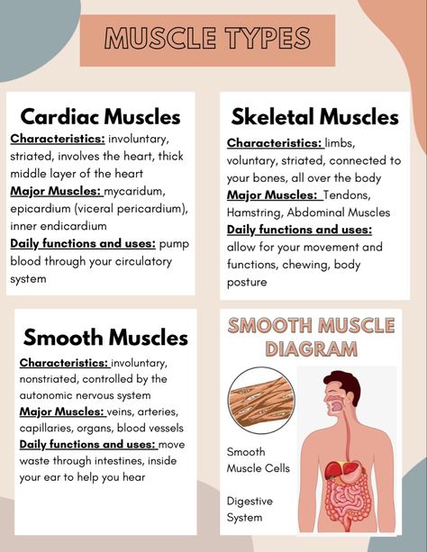 Muscle Anatomy And Physiology, Muscleskeletal System, Mnemonics For Muscles, Muscle Types Anatomy, Muscle Notes Anatomy, Muscle Physiology Notes, Musculoskeletal System Notes, Muscle System Anatomy, Muscoskeletal System