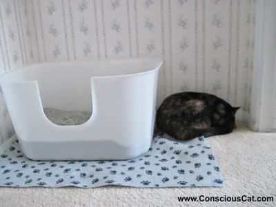 NVR_Miss_litter_box High Sided Litter Box, Diy Litter Box, Best Litter Box, Herding Cats, Cleaning Litter Box, Living With Cats, Cat With Blue Eyes, Cat Care Tips, Cats For Sale