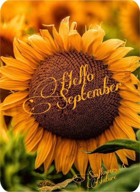 Welcome September Images, September Sunflowers, September Images, Welcome September, Sunflower Iphone Wallpaper, Sunflower Quotes, First Day Of Autumn, Sunflowers And Daisies, Sunflower Pictures