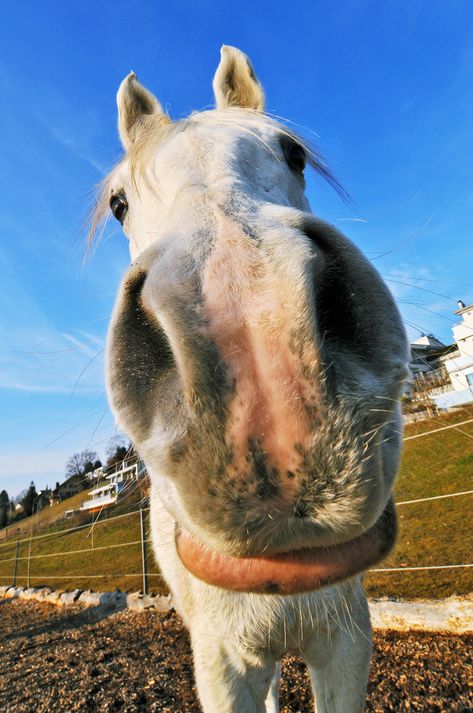 https://flic.kr/p/4tRim7 | Big nose horse | Picture I took during a walk this afternoon to test my new D300. Wide angle lenses can create funny effects! Horse Nose, Funny Horse Pictures, Animal Noses, Funny Effects, Horse Riding Quotes, Cute Horse Pictures, Rasy Koni, Funny Horses, Horse Aesthetic