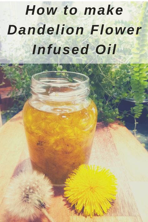 Dandelion Infused Oil, Flower Infused Oil, Infused Oil Recipes, Dandelion Oil, Diy Herbal Remedies, Wild Food Foraging, Salve Recipes, Diy Beauty Treatments, Infused Oil