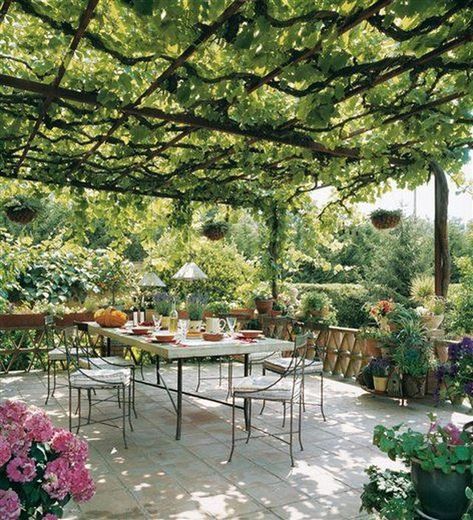 Pergola Vines, Garden Vines, Backyard Pergola, Patio Roof, Pergola Plans, Pergola Patio, Diy Pergola, Pergola Designs, Outdoor Dining Area