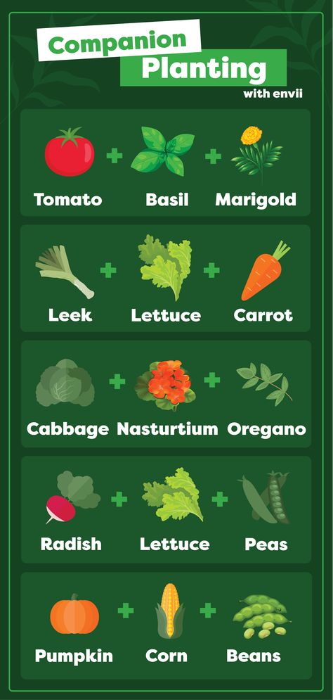 A simple infographic showing which plants to grow together to get the best results from your garden. Allotment Layout Ideas, Garden Tips And Tricks Hacks, Allotment Design Layout, Uk Allotment, Allotment Ideas Budget, Veg Garden Ideas, Allotment Layout, Small Garden Allotment, Small Allotment