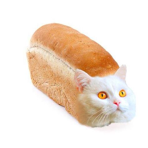 You've heard of meat loaf You've heard of fruit loaf You've heard of bead loaf Now introducing: CAT LOAF Fruit Loaf, Cat Loaf, Loaf Bread, Funny Pictures, Milk, Bread, Meat, Fruit, Collage