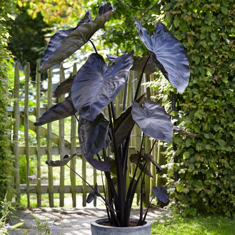 Black Coral ColocasiaBloomingSecrets Texture Plant, Black Elephant Ears, Elephant Ear Bulbs, Van Zyverden, Plant Tips, Elephant Ear Plant, Full Sun Perennials, Hardiness Zones, Black Garden