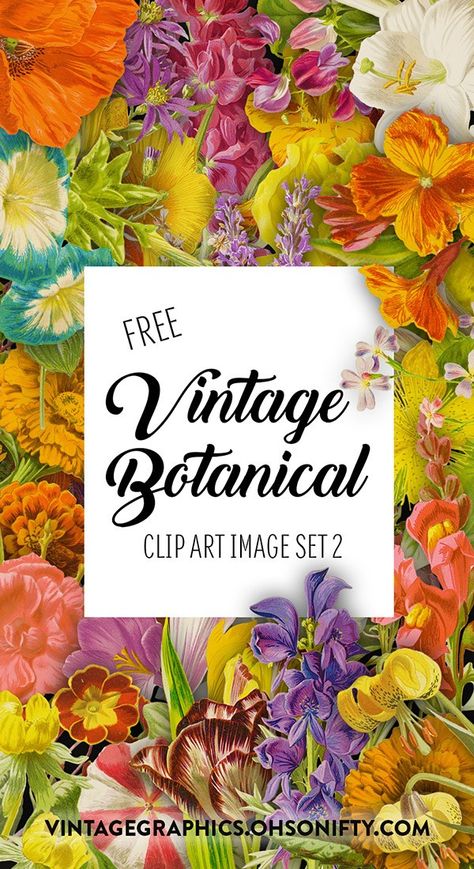 Free Botanical Printables, Botanical Prints Free, Vintage Botanical Illustration, Free Vintage Printables, Free Illustration Images, Vintage Inspired Art, Botanical Illustration Vintage, Free Printable Art, Vintage Botanical Prints