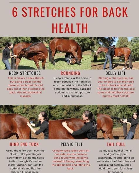 Horse Massage, Back Health, Horse Training Exercises, Equine Care, Horse Lessons, Healthy Horses, Horse Exercises, Horse Care Tips, Horse Facts