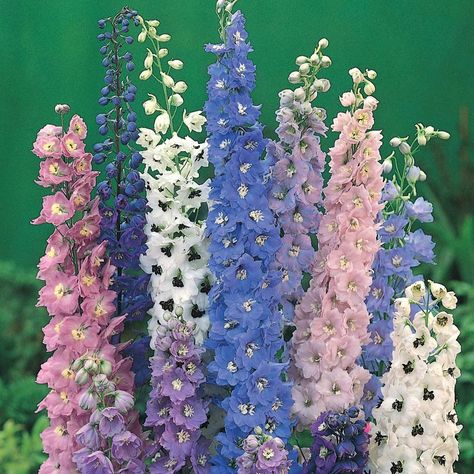 Top 10 Easy Perennial Plants to Grow From Seed Easy To Grow Flowers, Easy Perennials, Magic Fountain, Grow From Seed, Delphinium Flowers, Best Perennials, Planting Ideas, Cottage Garden Plants, Plants To Grow