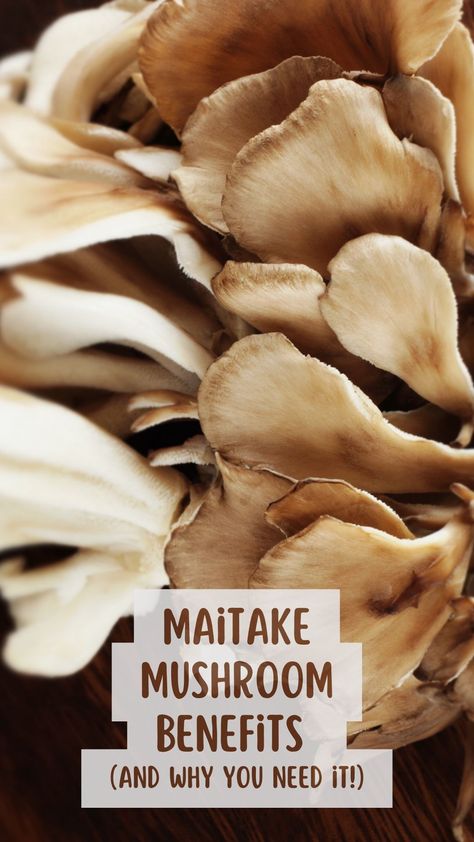 Medicinial mushrooms Hen Of The Woods Mushroom Recipe, Hen Of The Woods, Wild Mushroom Recipes, Mushroom Benefits, Maitake Mushroom, Mushroom Tea, Mushroom Powder, Mushroom Coffee, Health Routine