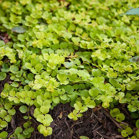 Creeping Jenny --lysimachia nummularia --zones 3-9 --few inches tall --small yellow flowers in early summer --likes moist sunny area--good for containers Flowers For Wet Shady Areas, Landscaping Wet Areas Backyards, Plants For Soggy Areas, Flowers For Wet Areas, Best Plants For Wet Areas, Plants For Wet Shady Areas, Ground Cover For Wet Areas, Plants For Wet Areas Backyards, Corkscrew Plant