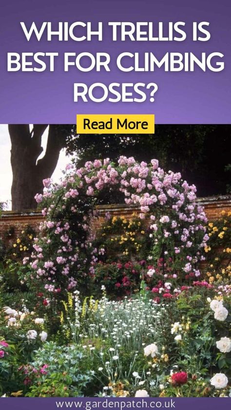 Diy Rose Trellis How To Build, Climbing Plants Arch, Diy Rose Arch Trellis, Climbing Roses Arch, Small Rose Garden Design Backyard Ideas, Climbing Roses Trellis On House, Climbing Rose Arbor, Diy Trellis For Roses Climbing, Rose Climbers Trellis