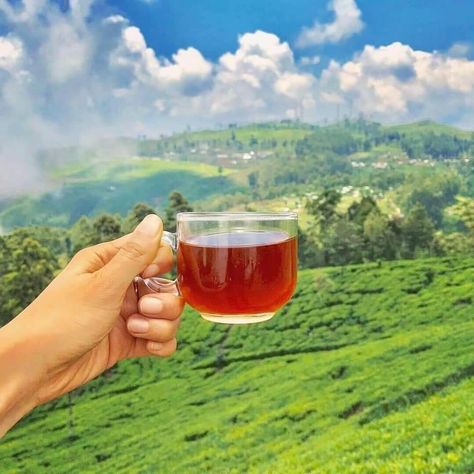 Ceylon Tea, Luxury Vacation, Sri Lanka, Tourism, Wine, Tea, The World, Travel, Quick Saves