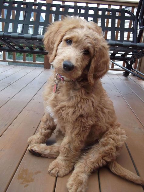 Golden Retriever Mixes: 20 Great Crossbreeds You’ll Love Goldendoodle Haircuts, Ras Anjing, Doodles Bonitos, Doodle Puppy, Yorkshire Terrier Puppies, Goldendoodle Puppy, Doodle Dog, Golden Retrievers, Labradoodle