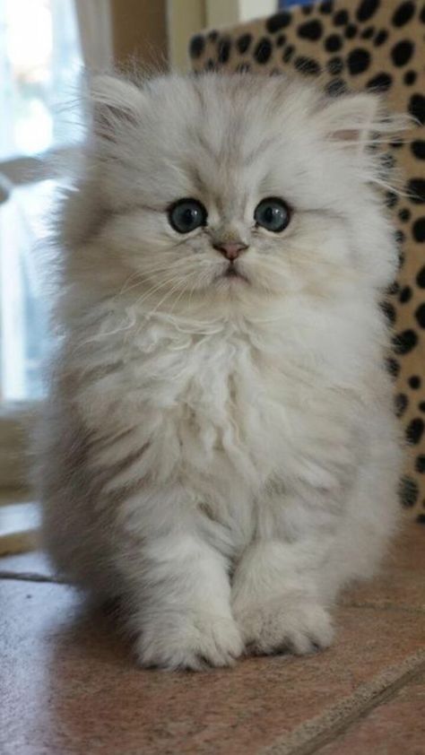 Blue Eyes, Persian, Kittens, Blue, White