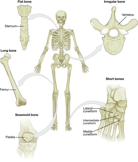 Structure Of Bone, Sesamoid Bone, Types Of Bones, Facial Bones, Critical Thinking Questions, Anatomy Physiology, Art Journal Prompts, Lower Limb, Human Skeleton